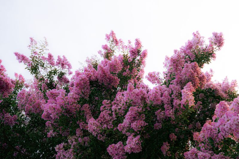 Signs Your Crape Myrtle Is Finally Thriving Signs Your Crape Myrtle Is Finally Thriving