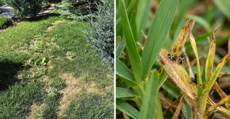 lawn spots and chinch bugs