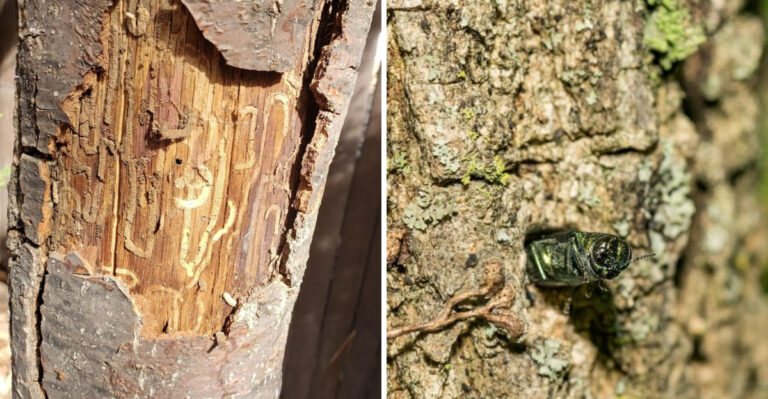Signs Your Michigan Ash Tree Has Emerald Ash Borer (And What You Can Do About It)