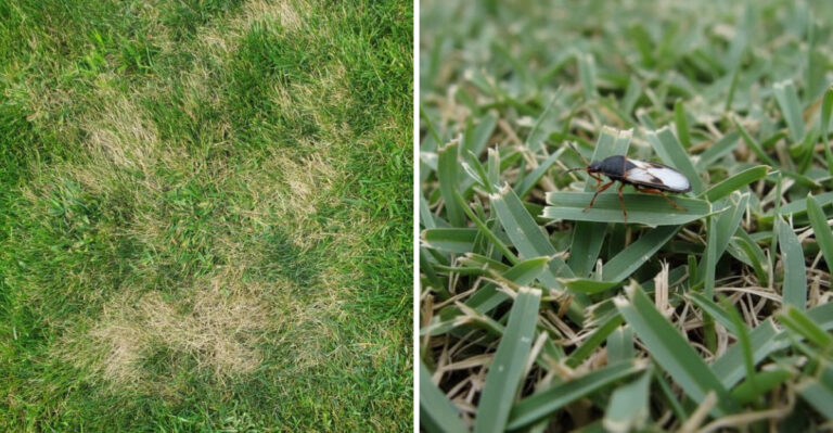 Signs Your North Carolina Lawn Has Chinch Bugs, Not Drought (And What To Do About Each One)