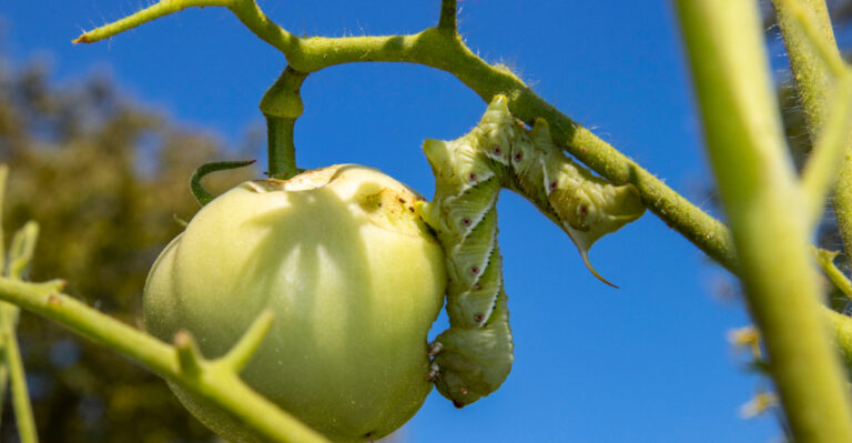 tomato fruitworm
