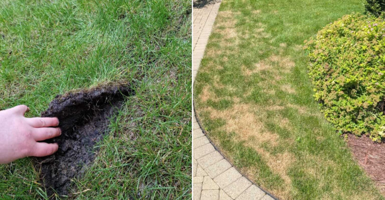 Signs Your Oregon Lawn Has Grubs Instead Of Drought And What To Do About Each