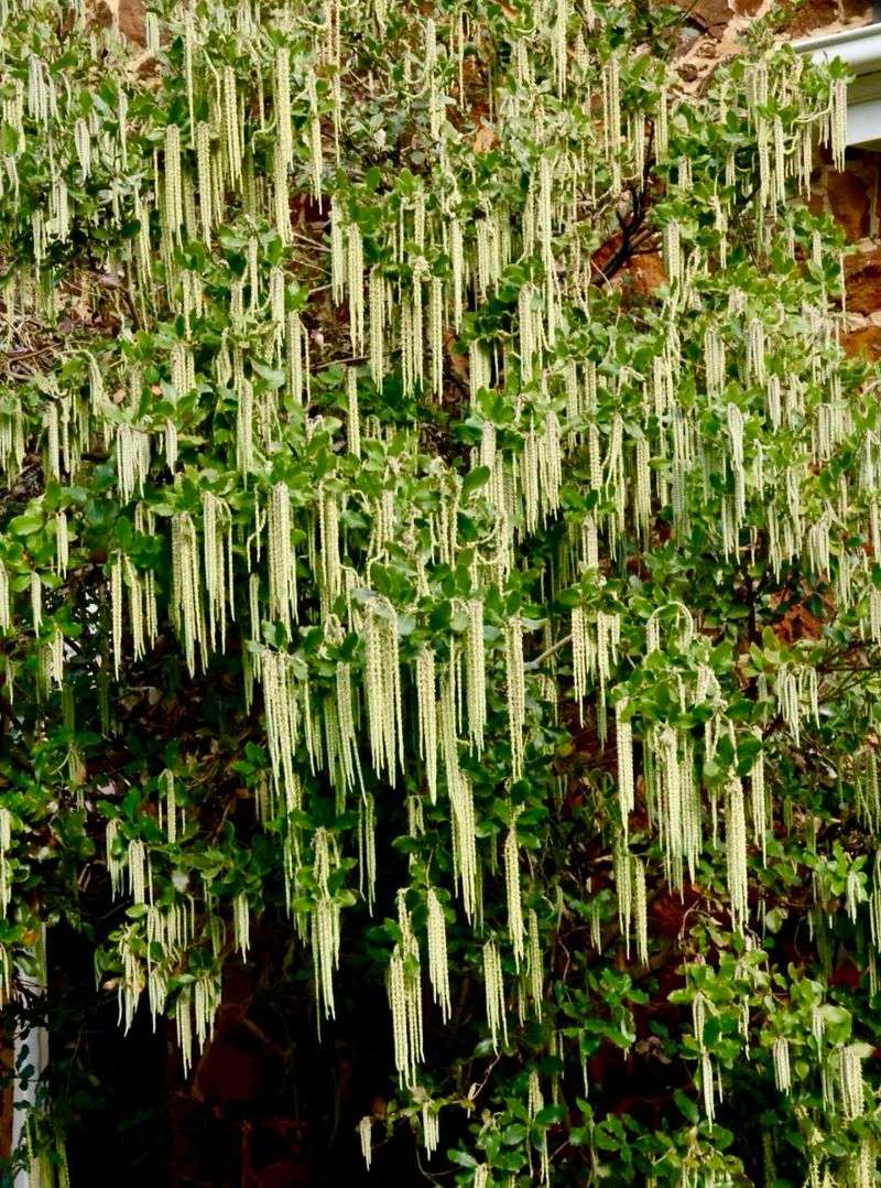 Silk Tassel Bush Makes A Native Screen With Winter Drama