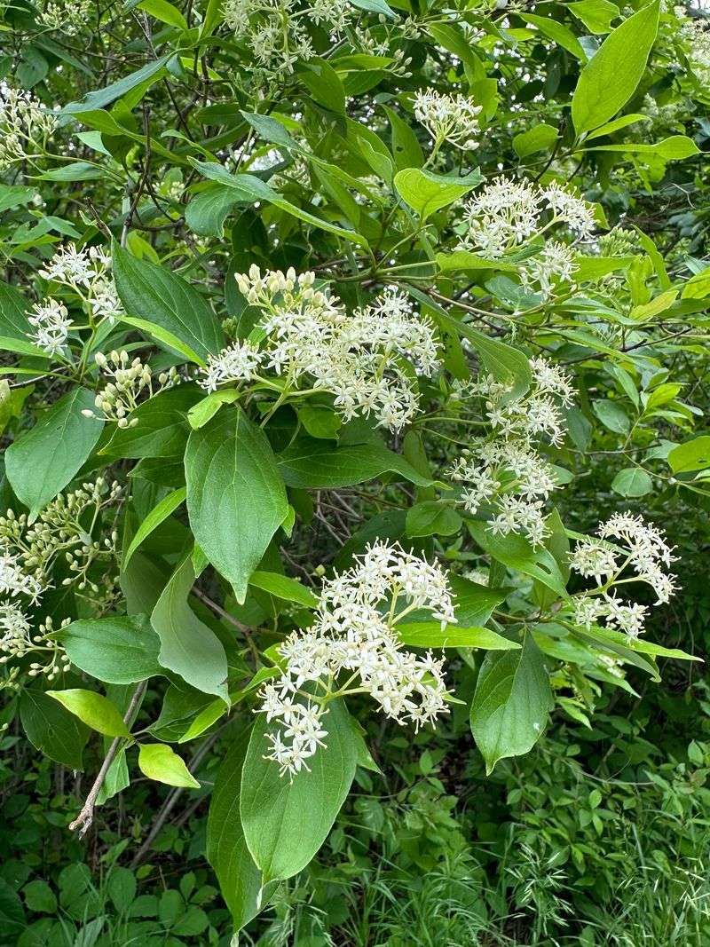 Silky Dogwood Spreads Into A Thick Privacy Border