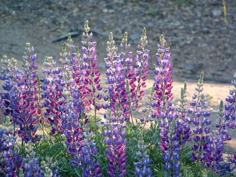 Silver Bush Lupine