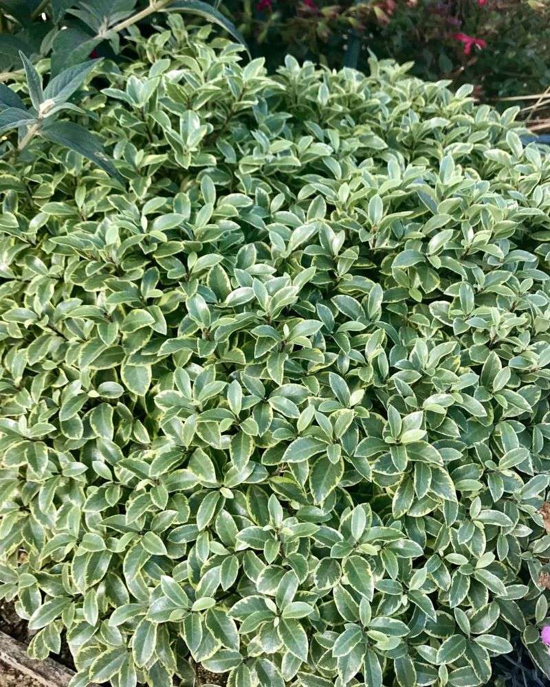 Silver Sheen Pittosporum Gives Fast Privacy With Airy Texture