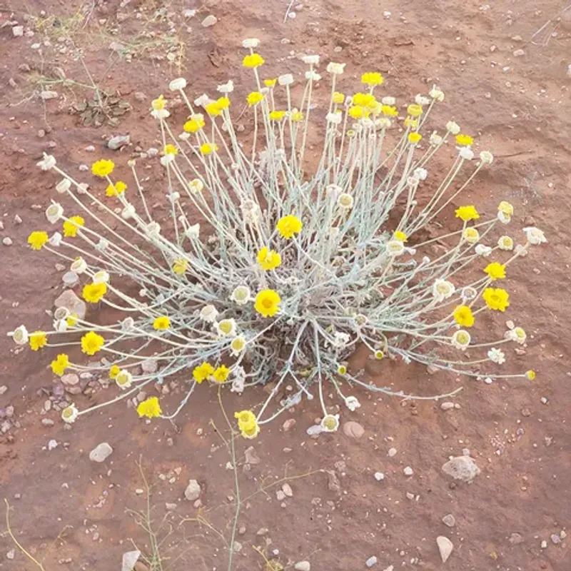 Silvery Foliage Adds Soft Texture Between Blooms