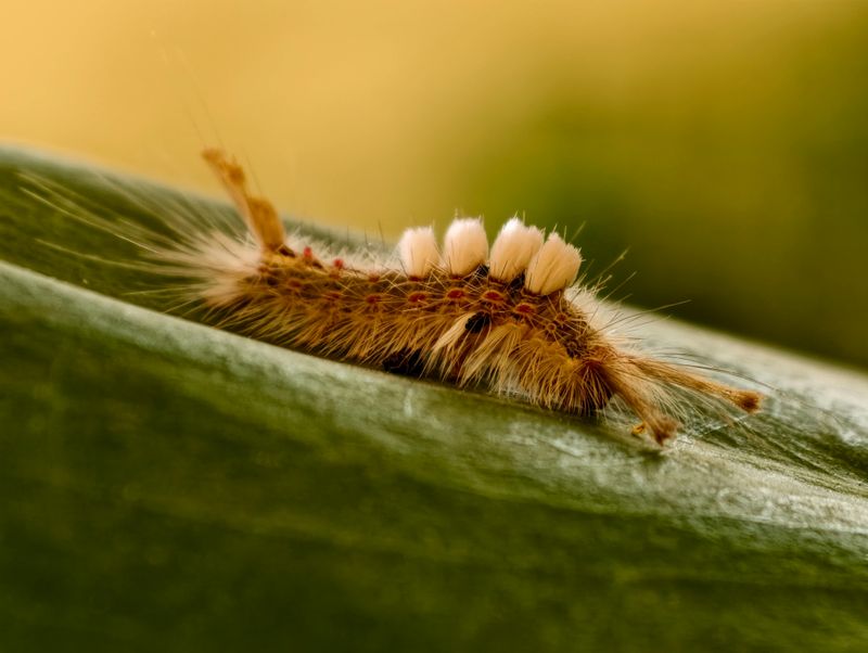 The caterpillar crawls over the leaf of the plant
