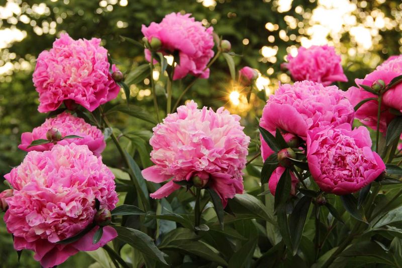 Simple Flower Cleanup Prevents Bigger Peony Problems Later In Summer