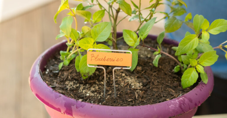 Simple Tips For Growing More Blueberries In Georgia Containers This Summer