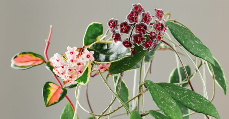 hoya