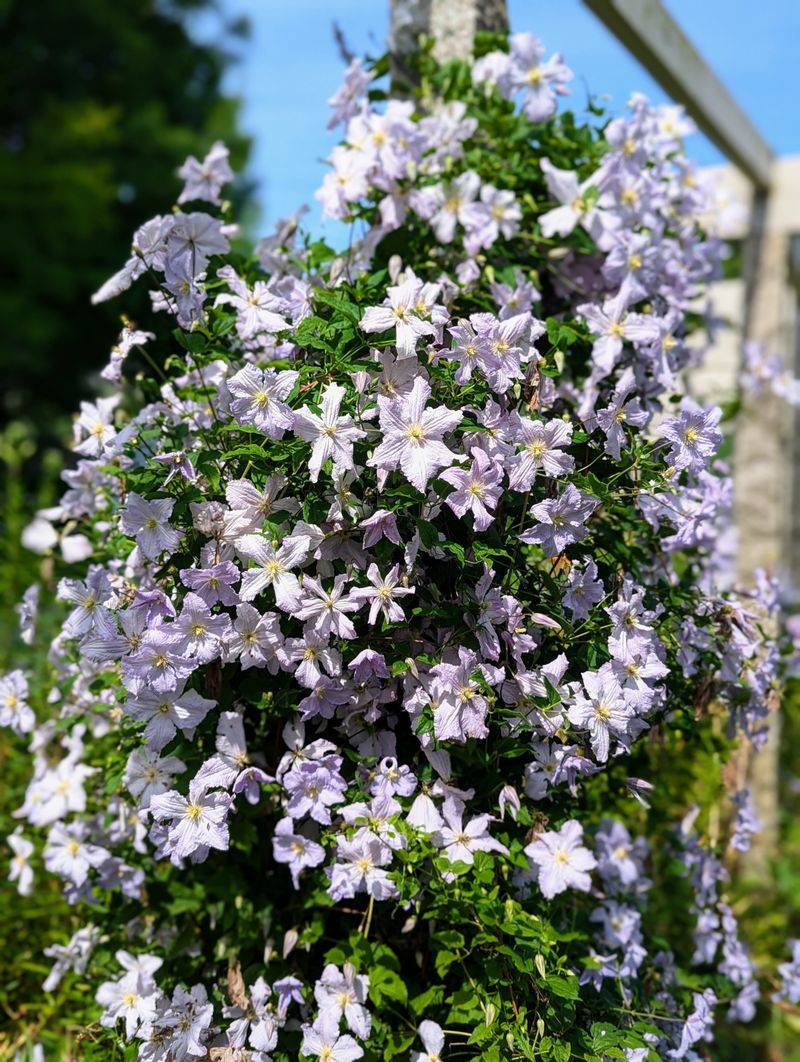 Simple Ways To Keep Clematis Blooming Longer