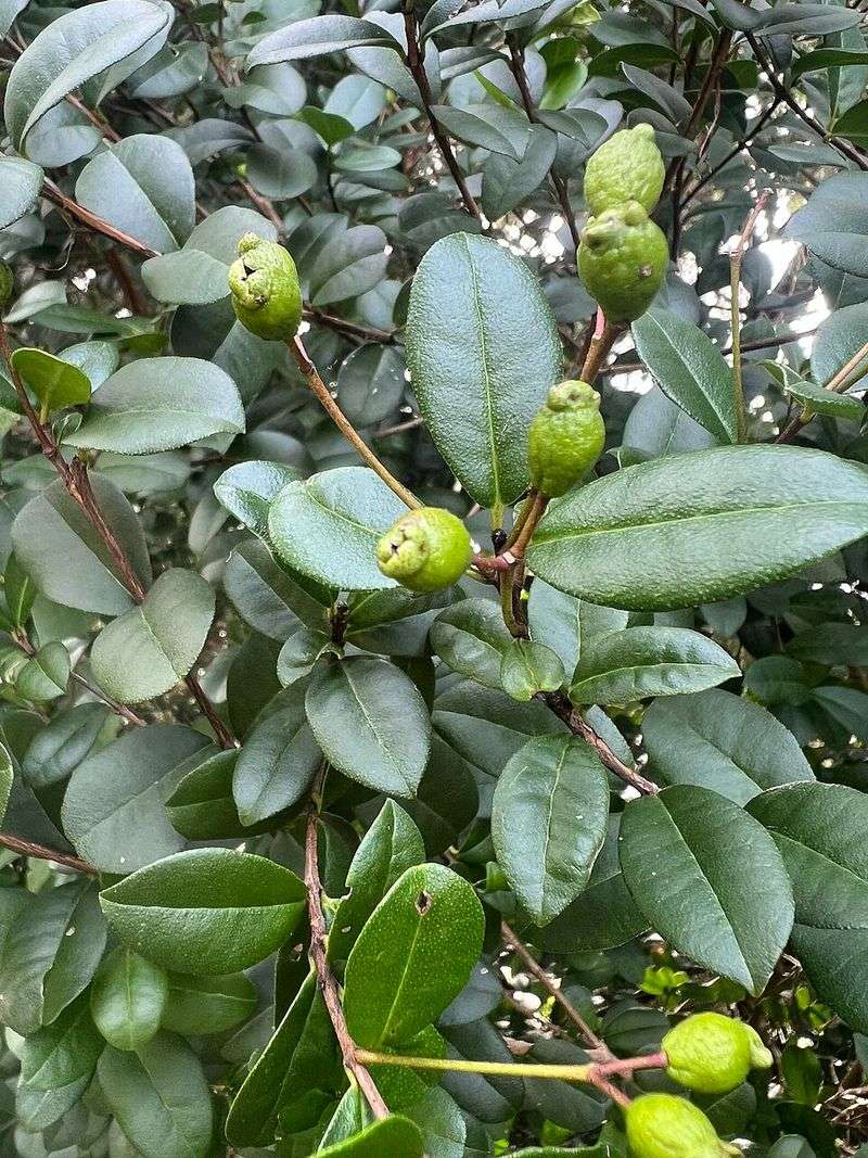 Simpson's Stopper Holds Glossy Structure In Summer Heat