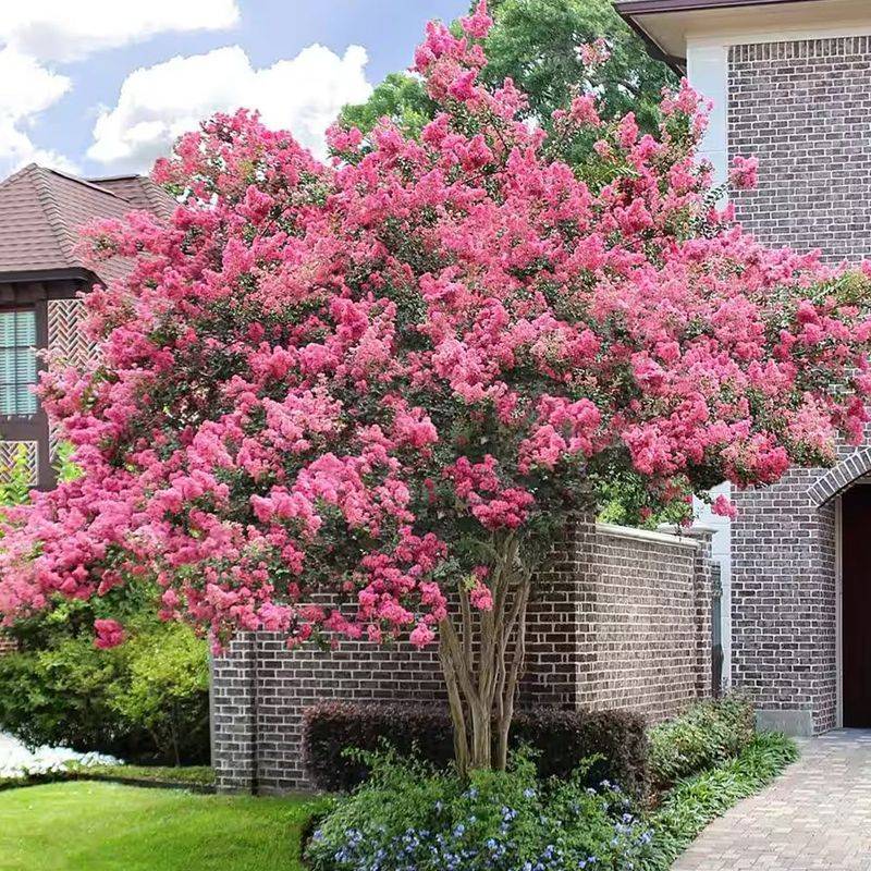 Sioux Brings Reliable Pink Blooms To Sunny Landscapes