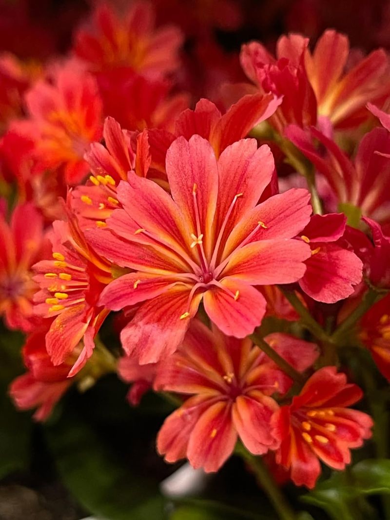 Siskiyou Lewisia Siskiyou Lewisia
