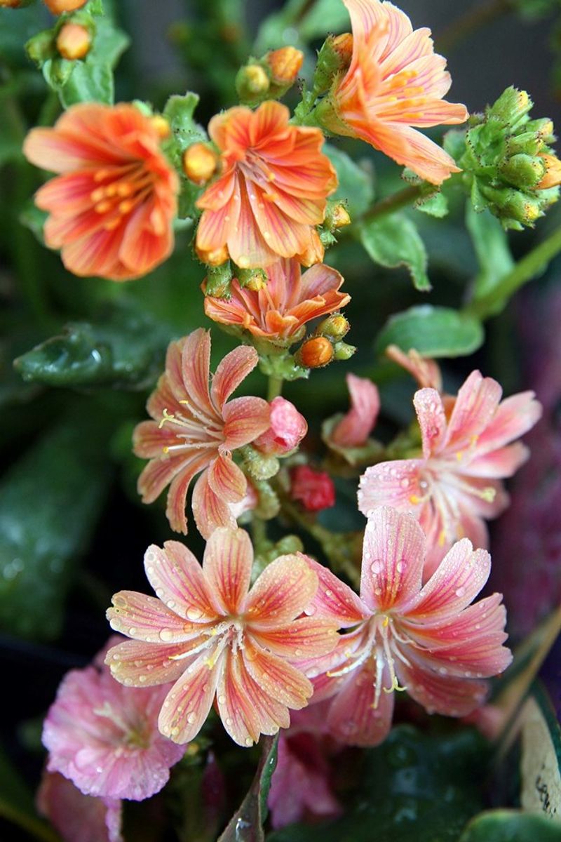 Siskiyou Lewisia