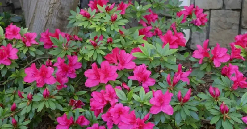 Skip Azaleas And Camellias Completely