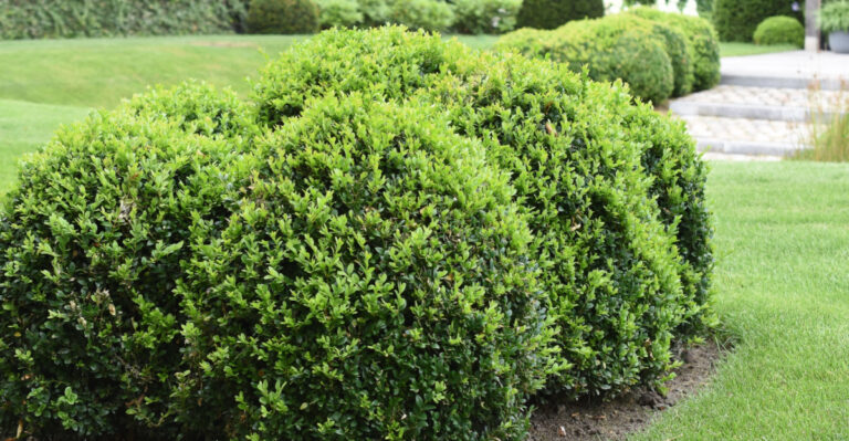 Skip Boxwood Along Your North Carolina Driveway And Plant These Native Shrubs Instead