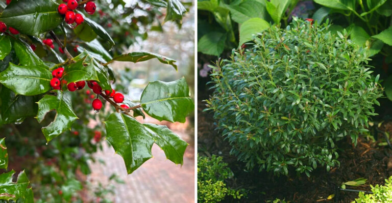 Skip Boxwood Along Your Pennsylvania Driveway And Plant These Native Shrubs Instead
