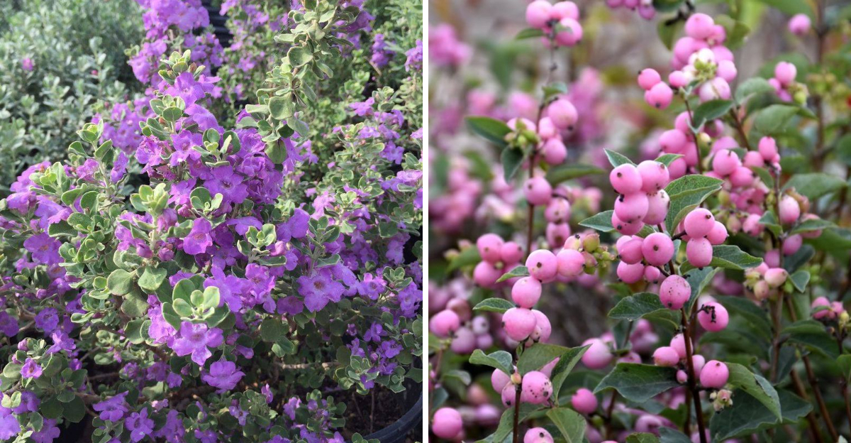 texas sage and coralberry