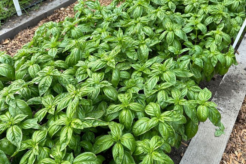 Skip Cilantro And Grow Basil