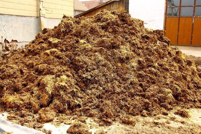 Skip Fresh Manure In Edible Beds