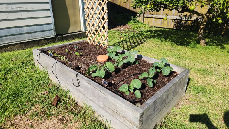 Skip Heavy Clay Pockets And Try Swiss Chard