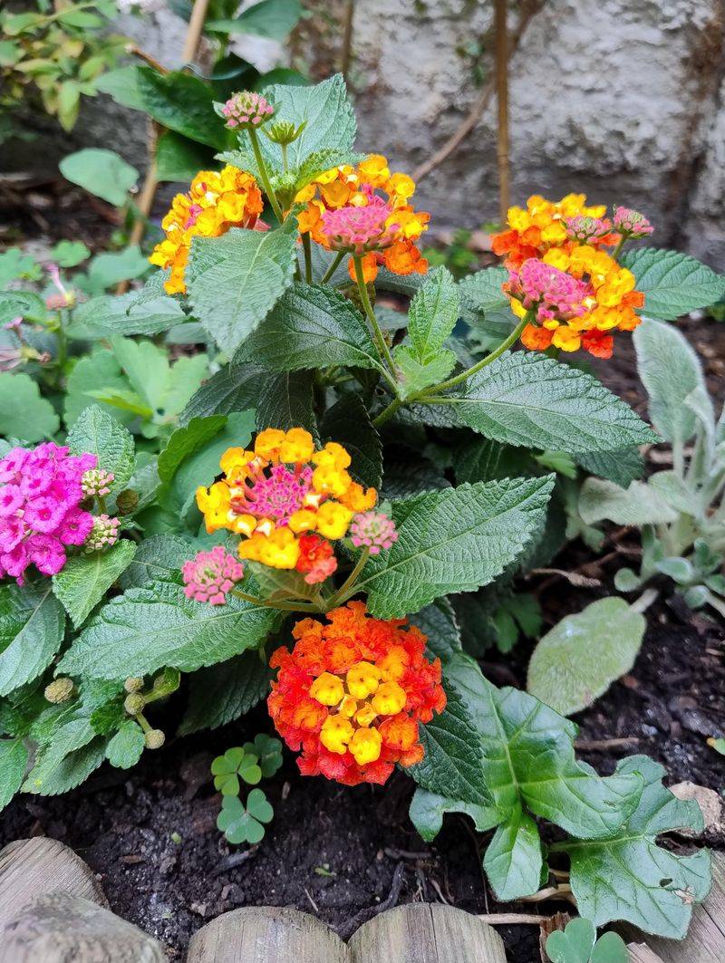 Skip Heavy Feeding During Bloom Season