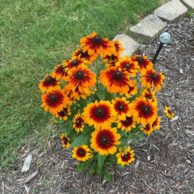 Skip Heavy Fertilizer That Pushes Floppy Growth