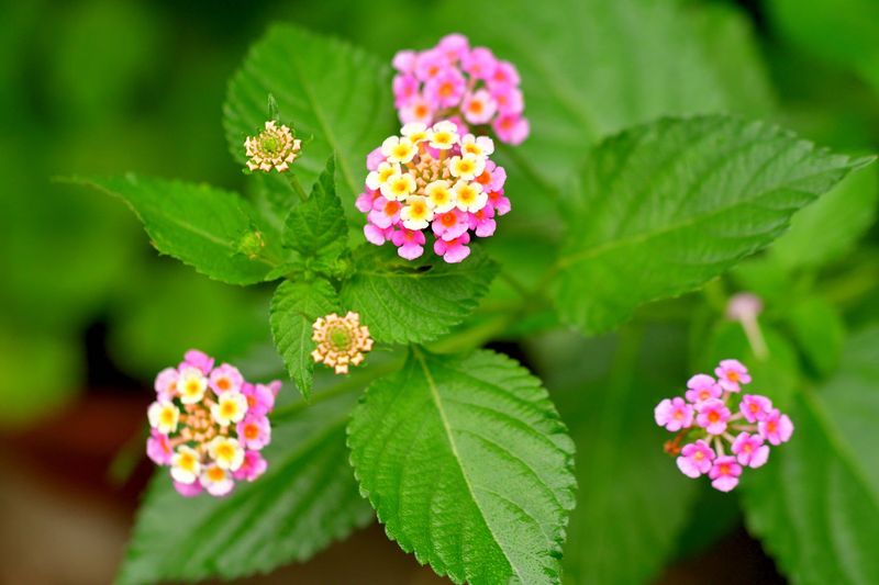 Skip Invasive Plants Marketed For Pollinators