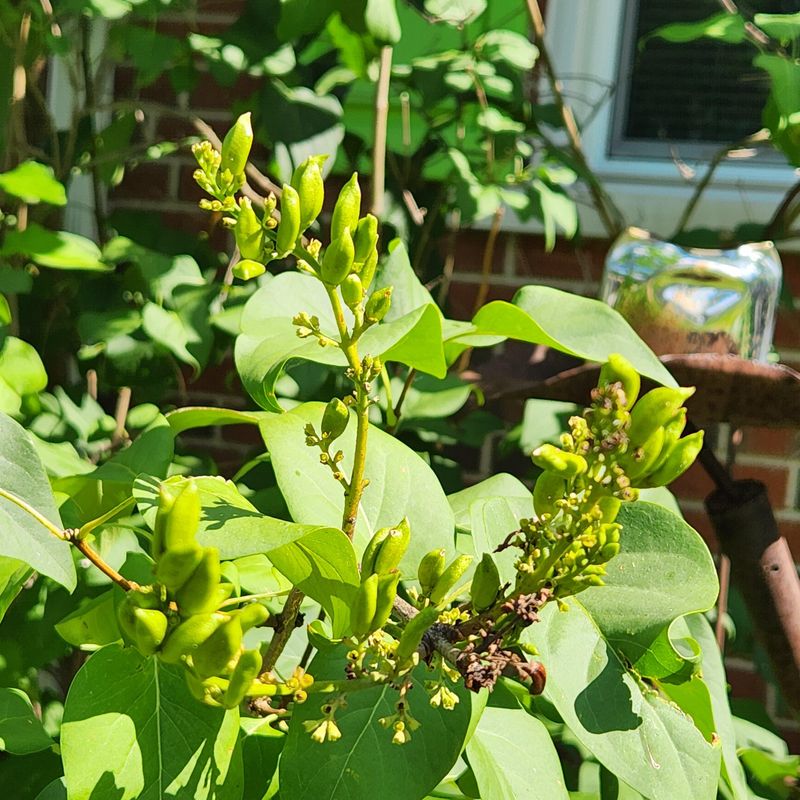 Skip Late Summer And Fall Pruning Skip Late Summer And Fall Pruning