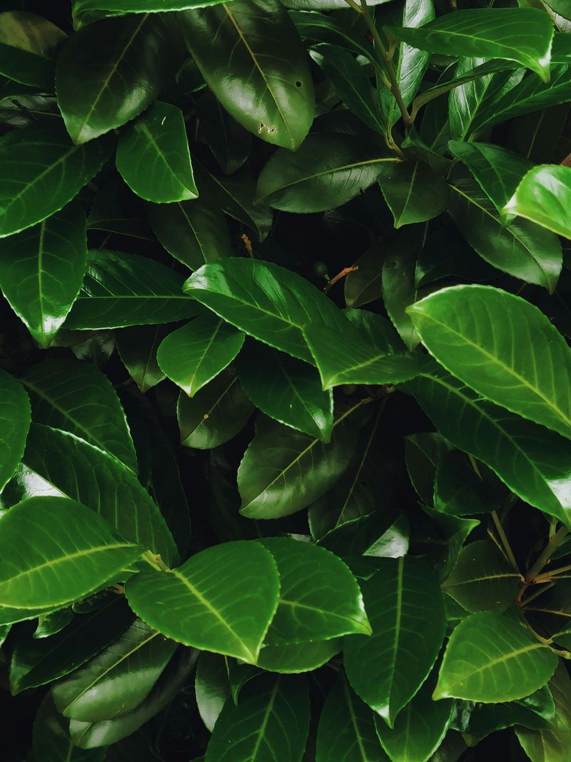 Skip Laurel