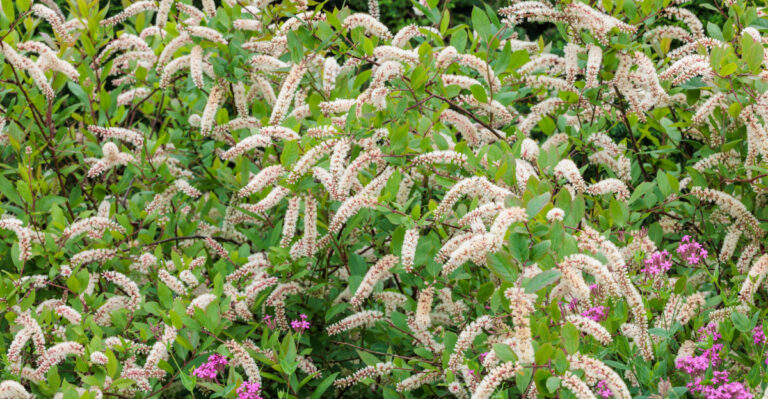 virginia sweetspire