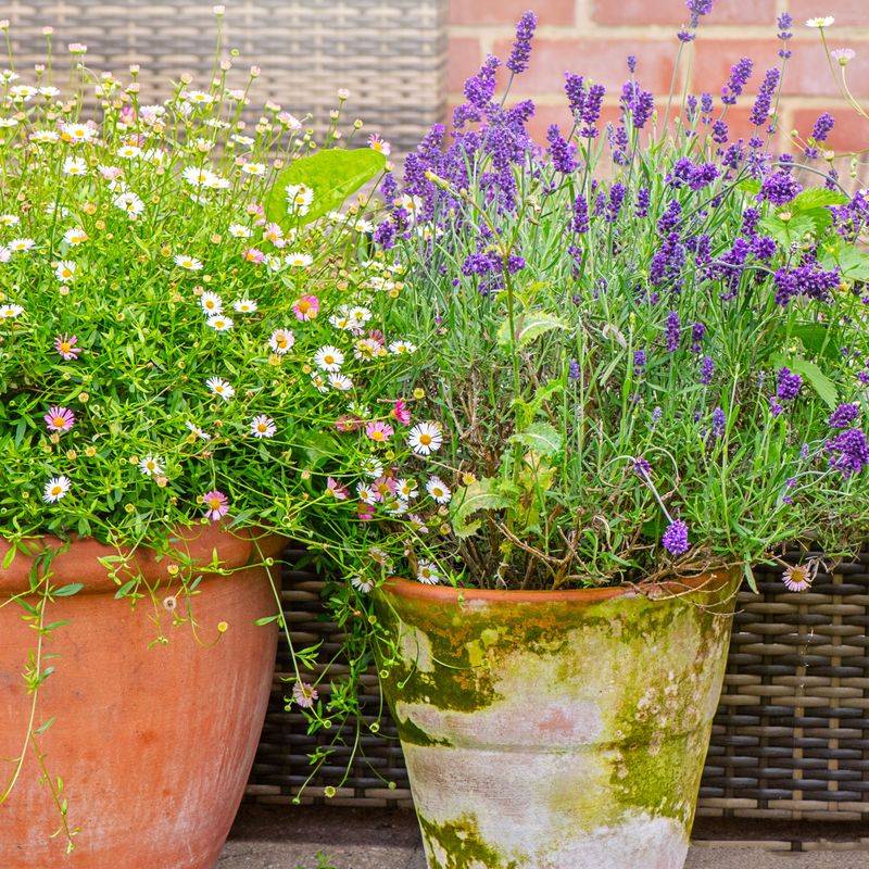 Skip Pesticides On Pollinator Friendly Containers