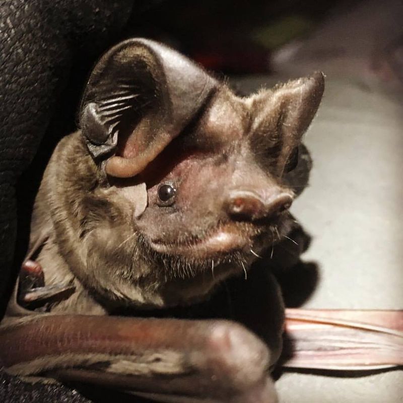 Skip Pesticides That Shrink The Bat Buffet