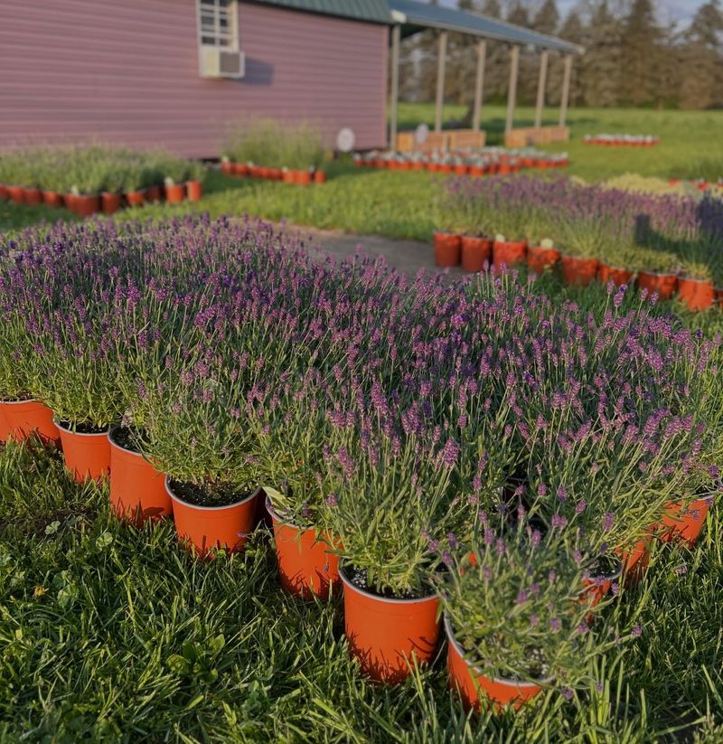 Skip Rich Fertilizer And Keep Growth Lean