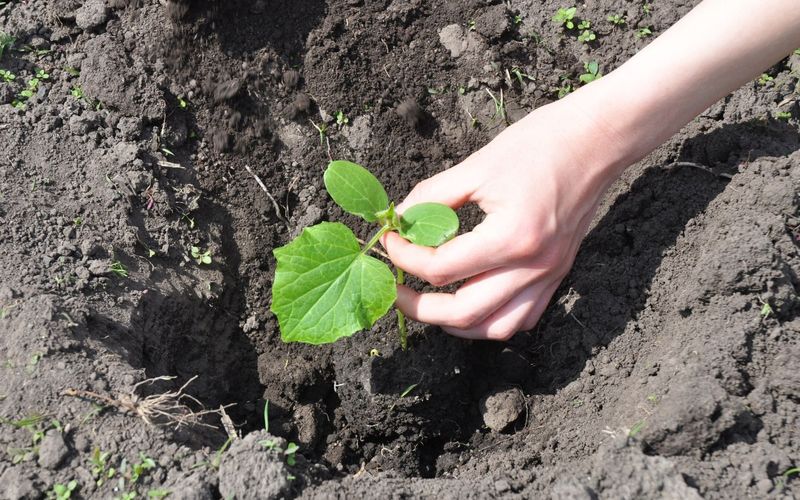 Skip Sandy Soil Without Compost Skip Sandy Soil Without Compost