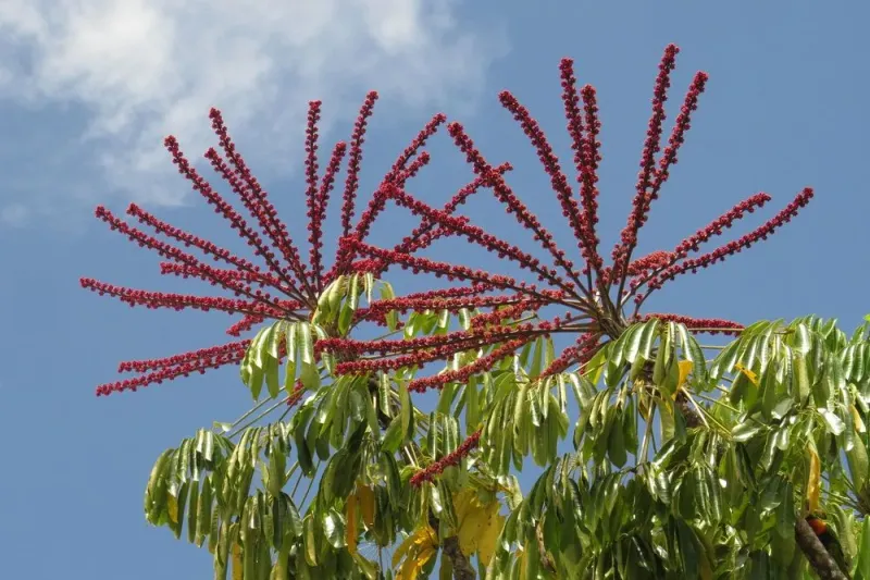 Skip Schefflera Actinophylla In Central And South Florida
