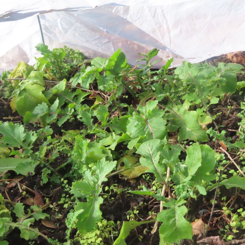 Skip Shady Corners And Grow Leafy Greens Instead