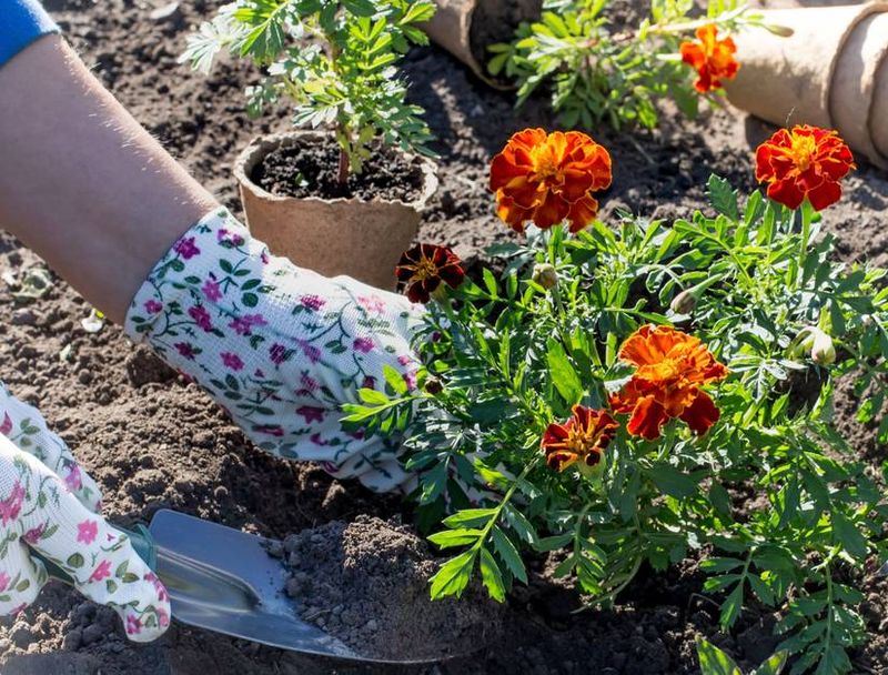 Skip The Fertilizer Push For More Blooms