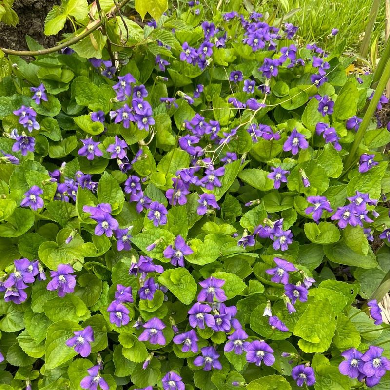 Skip The Fight And Enjoy The Flowers