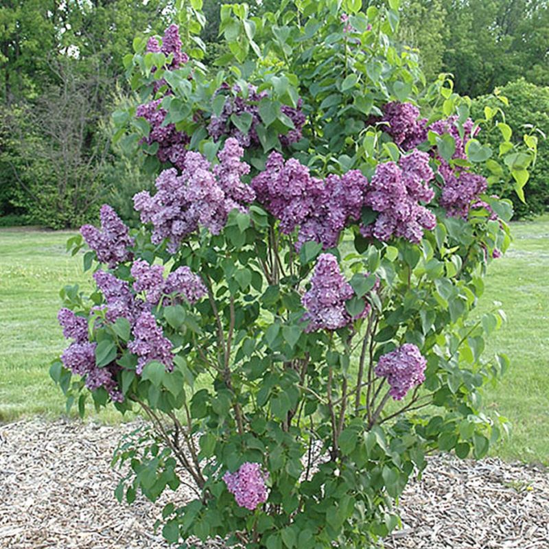 Skip The Heavy Fertilizer And Let Your Lilac Breathe