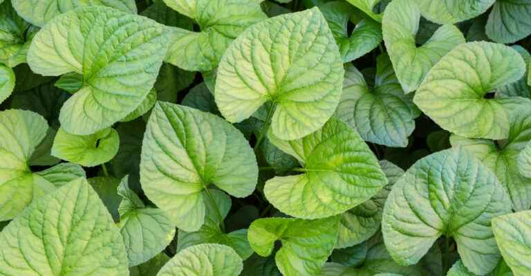 Skip The Mulch, These Virginia Natives Do The Job For Free