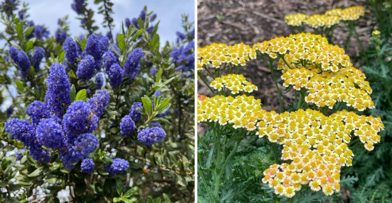 Skip Thirsty Roses And Plant These 8 Drought-Smart California Beauties Instead