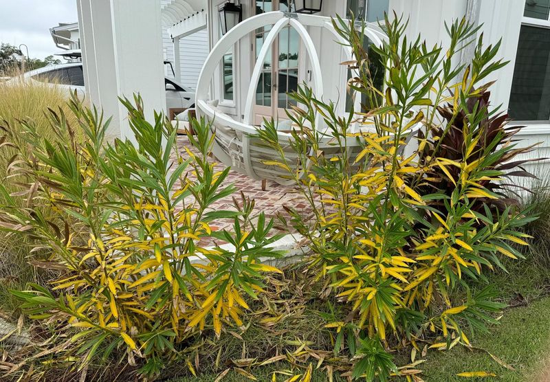 Keep Bleach Away From Plants
