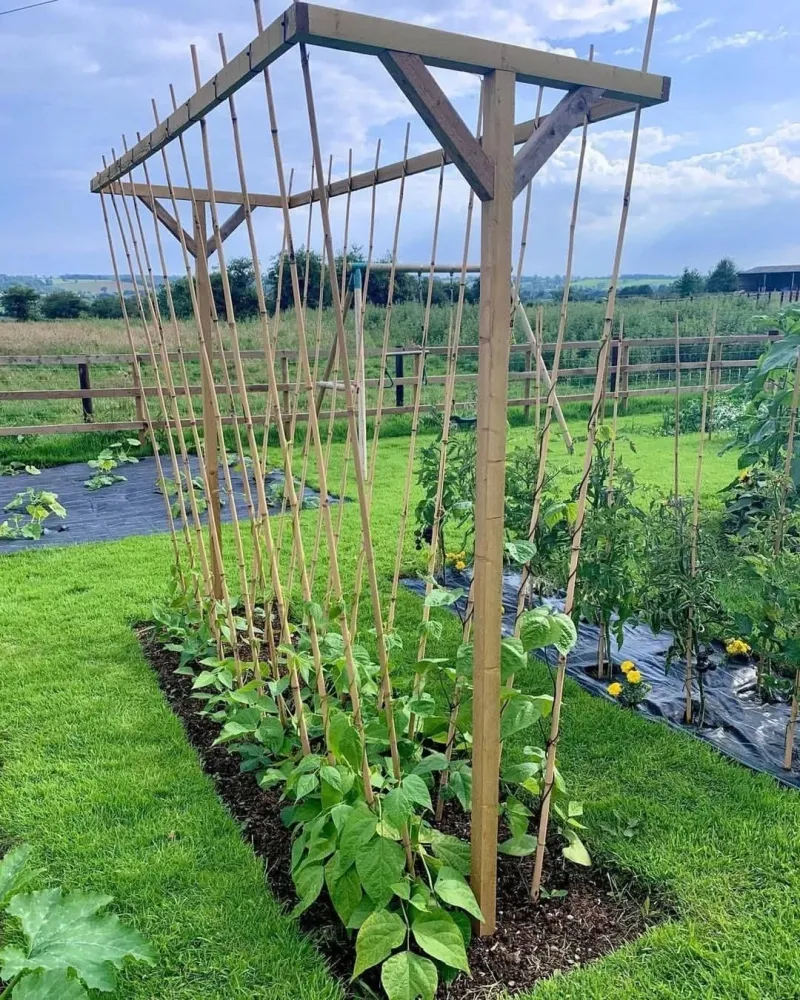 Skipping A Trellis For Pole Beans Skipping A Trellis For Pole Beans