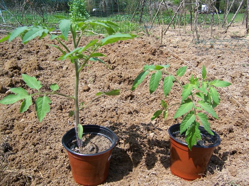 Skipping Hardening Off Can Set Tomatoes Back