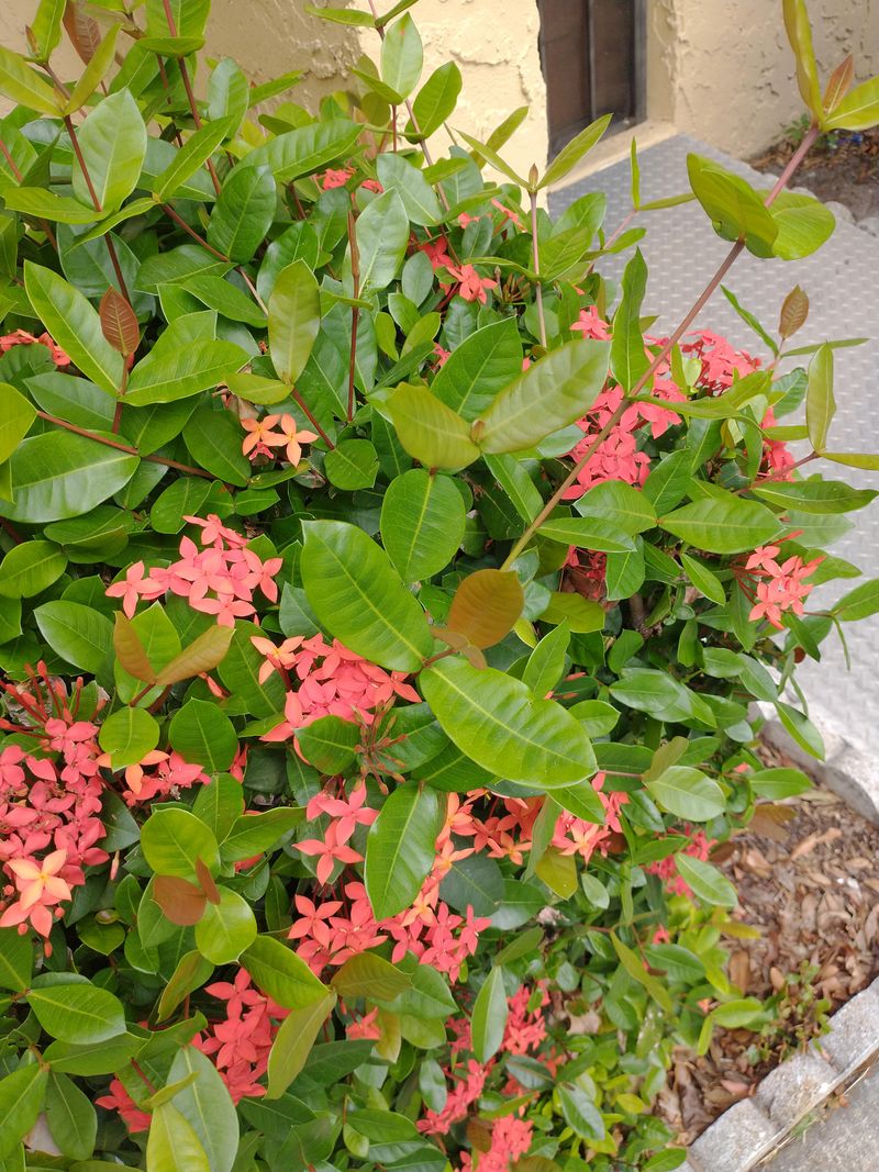 Skipping May Fertilizer For Established Plants