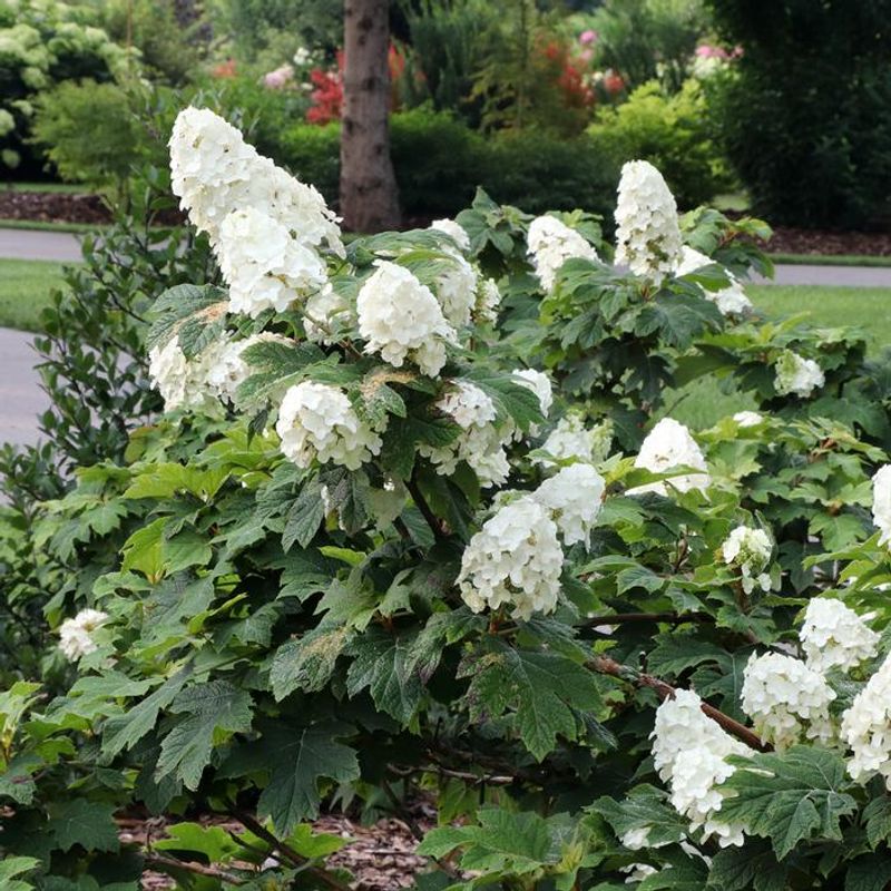 Skipping May Pruning Protects Future Blooms