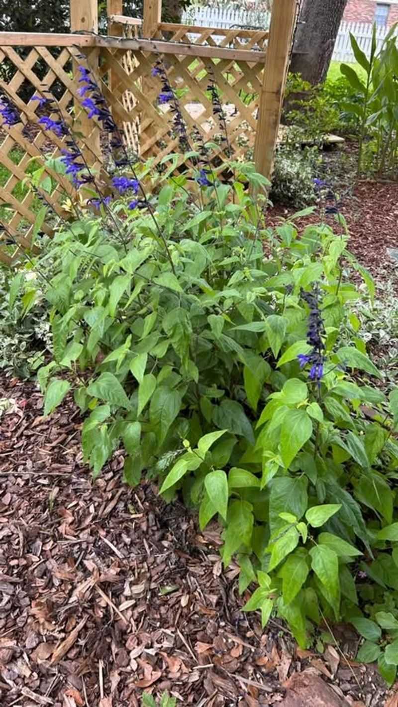 Skipping Midseason Pruning